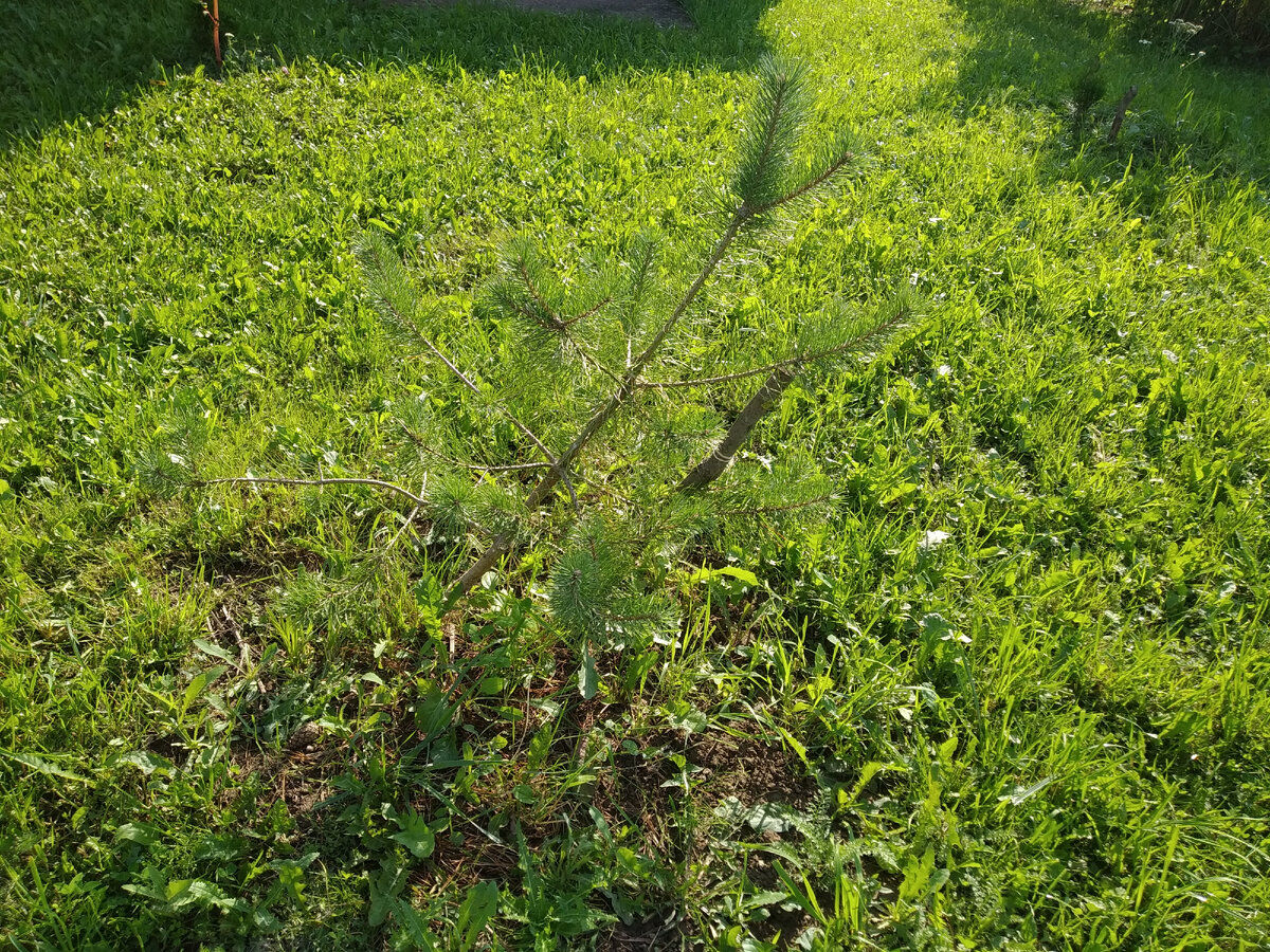 Эта сосна взята из леса в возрасте примерно 2 лет. 