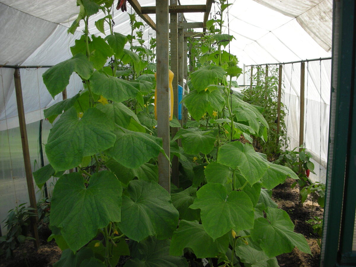 Фото автора статьи