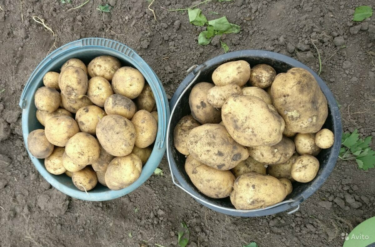 Добавьте описание