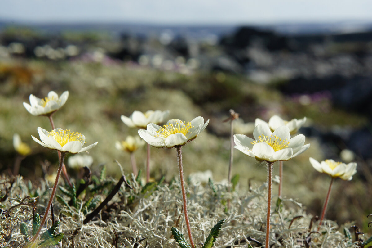 Все иллюстрации в статье - фотографии автора