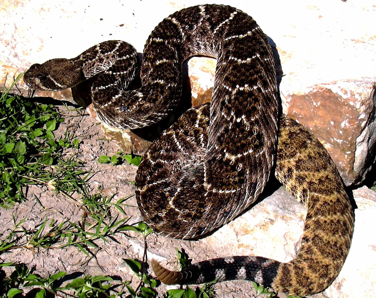 Техасский гремучник