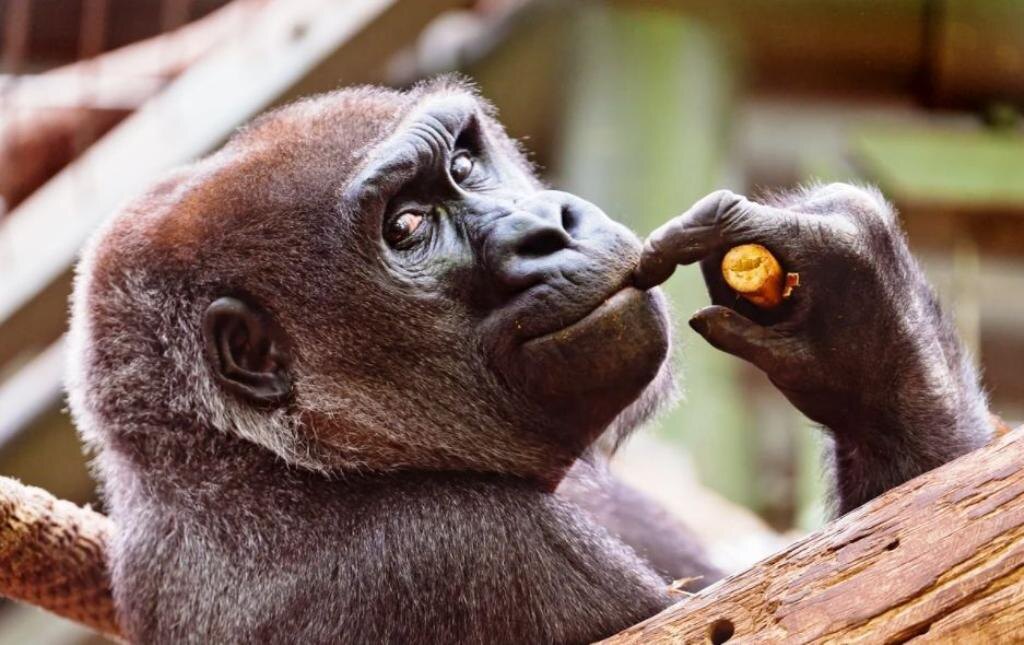 Горилла задумалась о житие своём. Источник Яндекс.Картнки