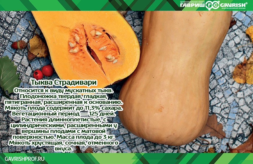 Тыква мускатная описание сорта фото отзывы