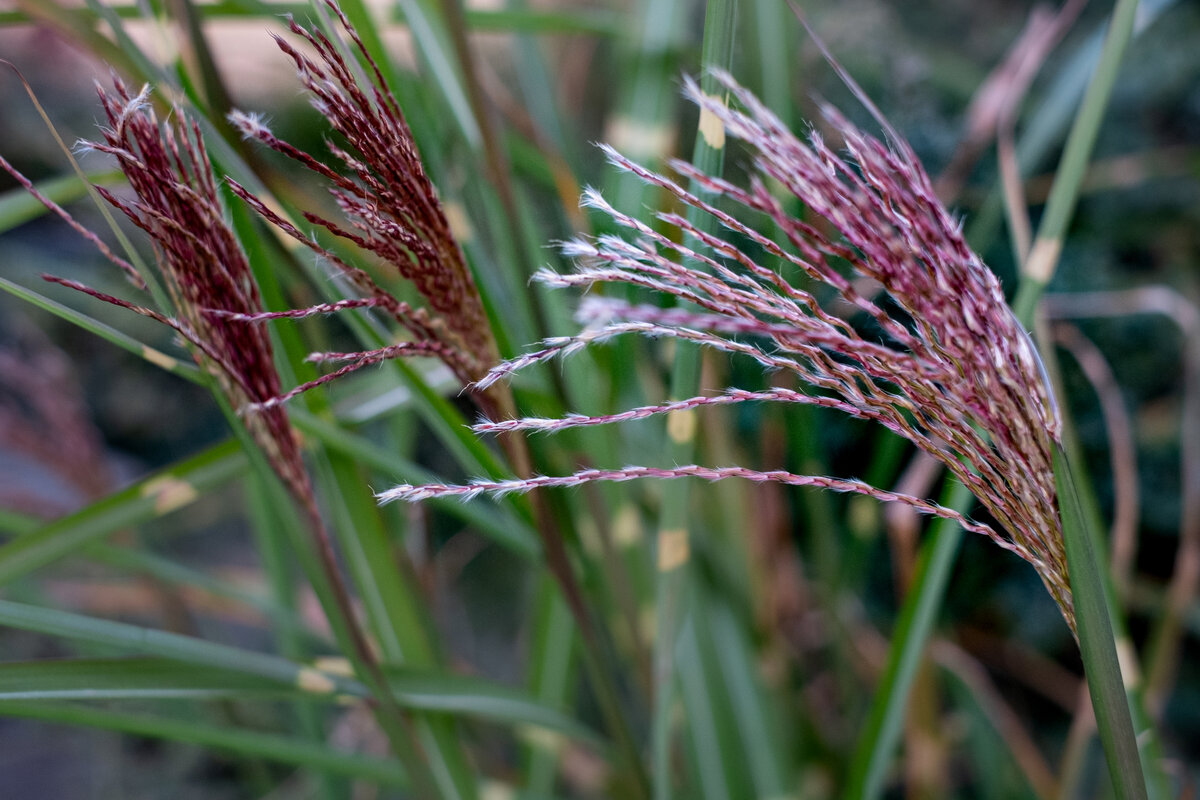 Мискантус зебрина в моем саду 26.10.2021. Начало цветения.