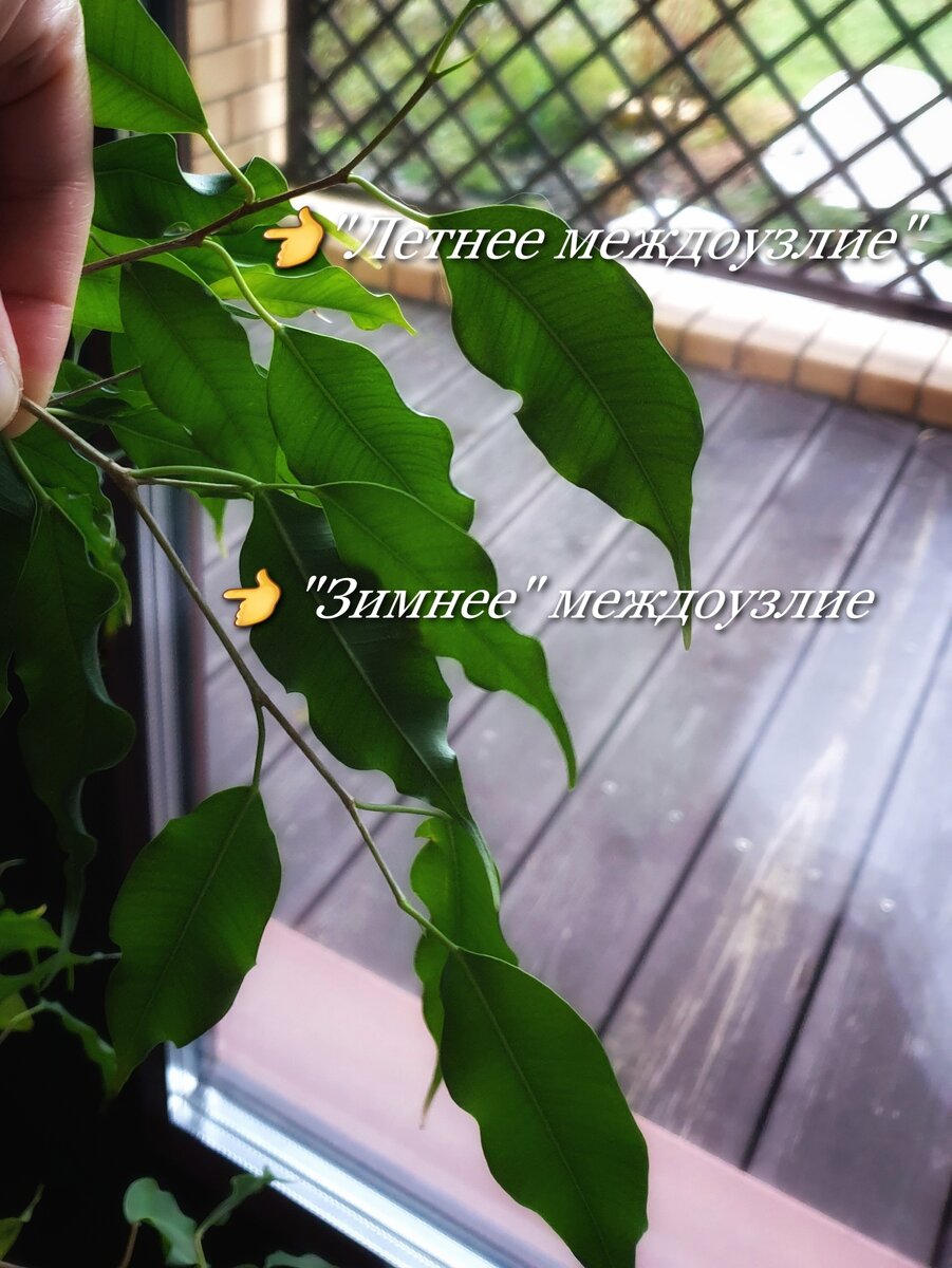 Конечно, я не формирую свои фикусы в неурочное время. Но рост их не прекращается и можно найти ветки для наглядной демонстрации