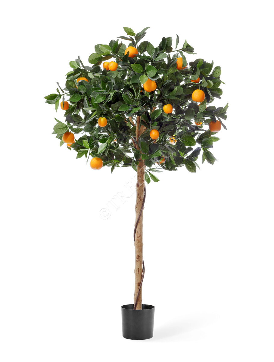 Мандариновые деревья Treez Collection
