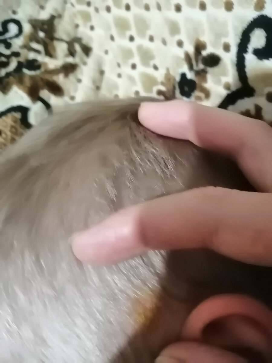 Вот на голове, сфоткать совсем не даёт, вертится 