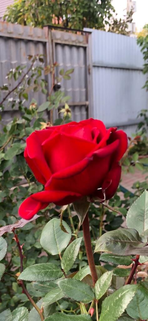 Идеальный цвет и форма!