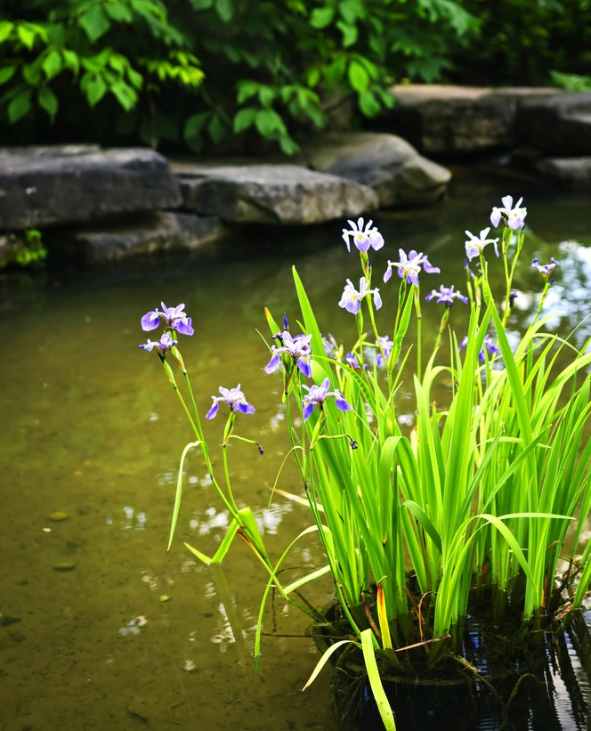 Многие растения хорошо уживаются в пруду