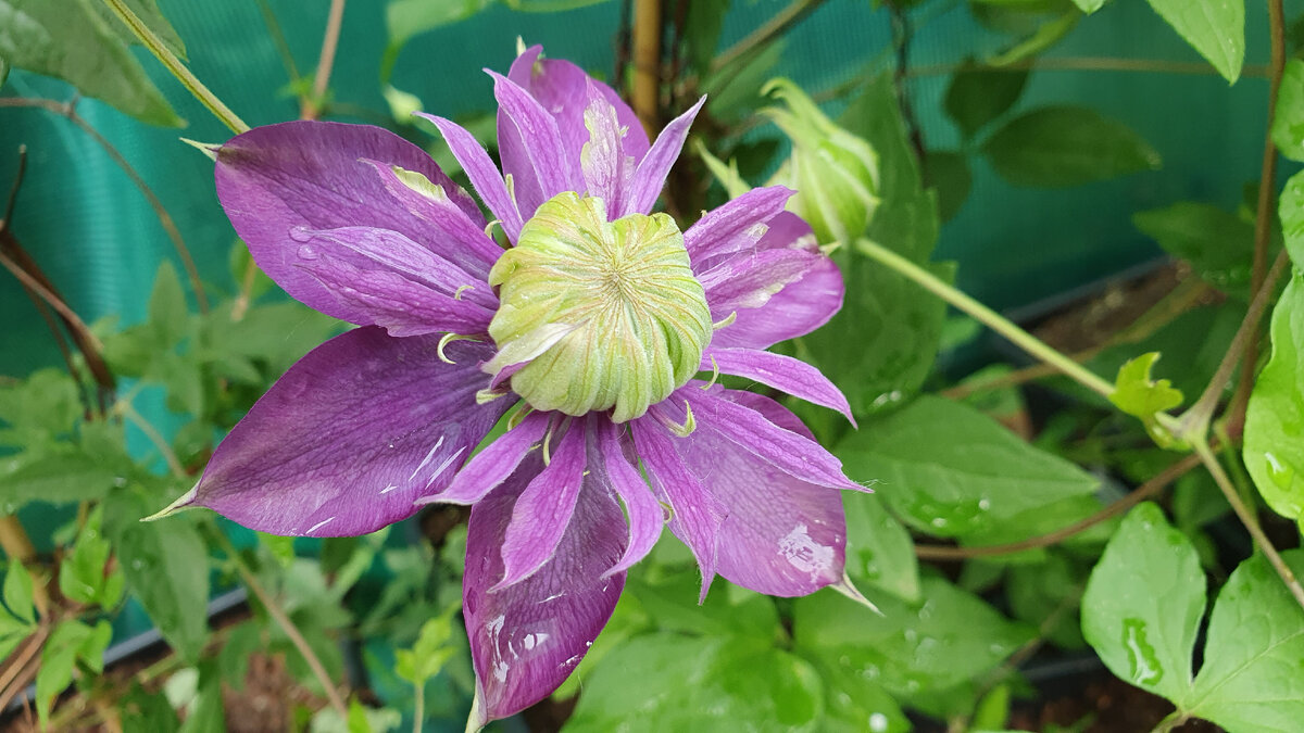 Клематис тайга описание и отзывы фото сорта. Клематис Taiga. Клематис vino. Клематис Taiga PBR. Клематис вино.