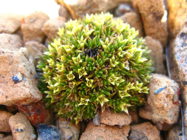 Flowers in antarctica. Колобантус Кито. Колобантус Кито в Антарктиде. Колобантус в Антарктиде. Колобантус Кито растение.