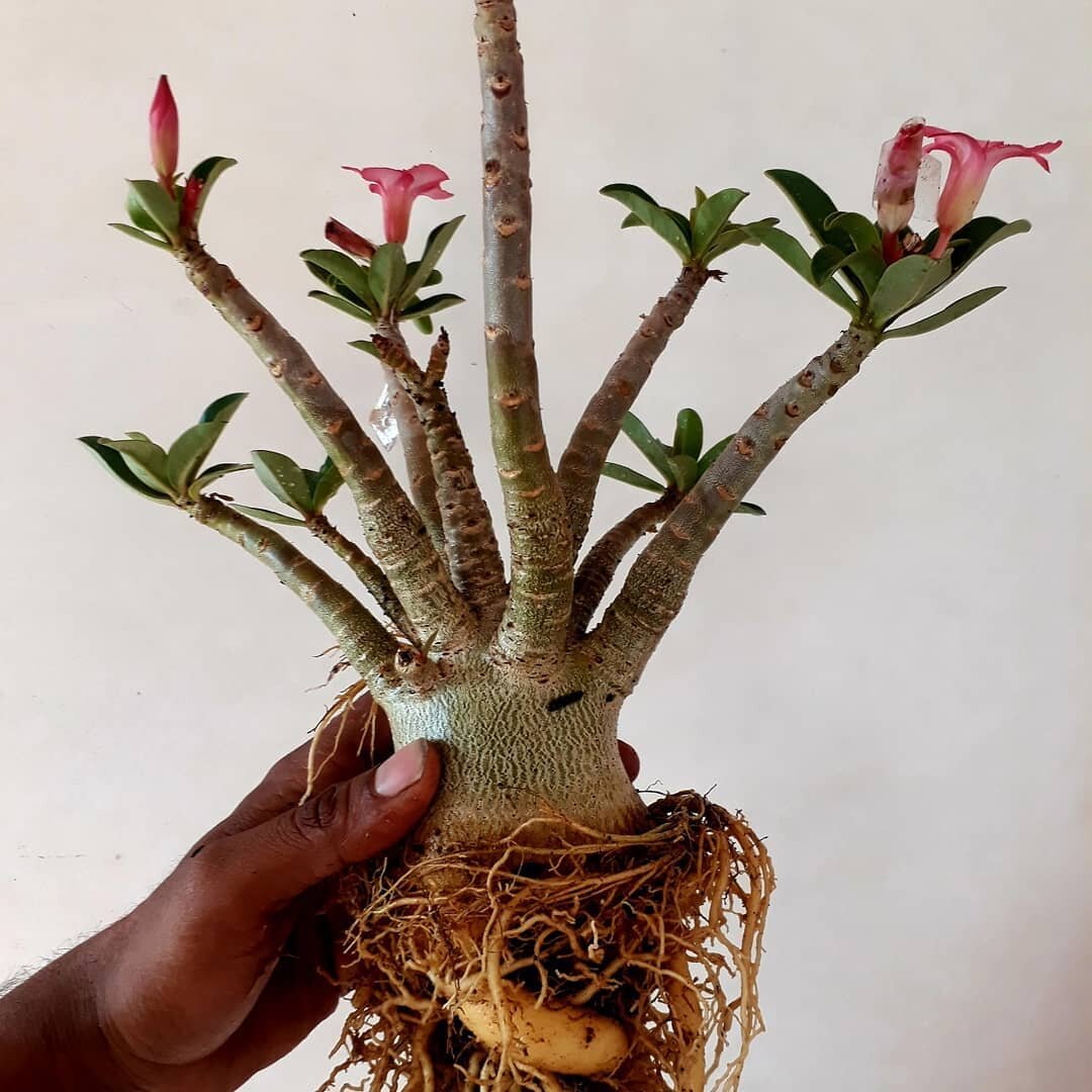 До обрезки корней@pratigangardening