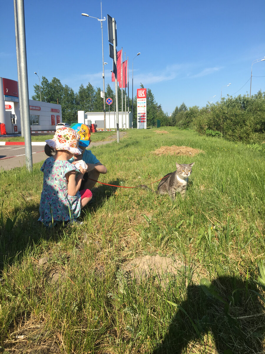 Кот впервые видит травку