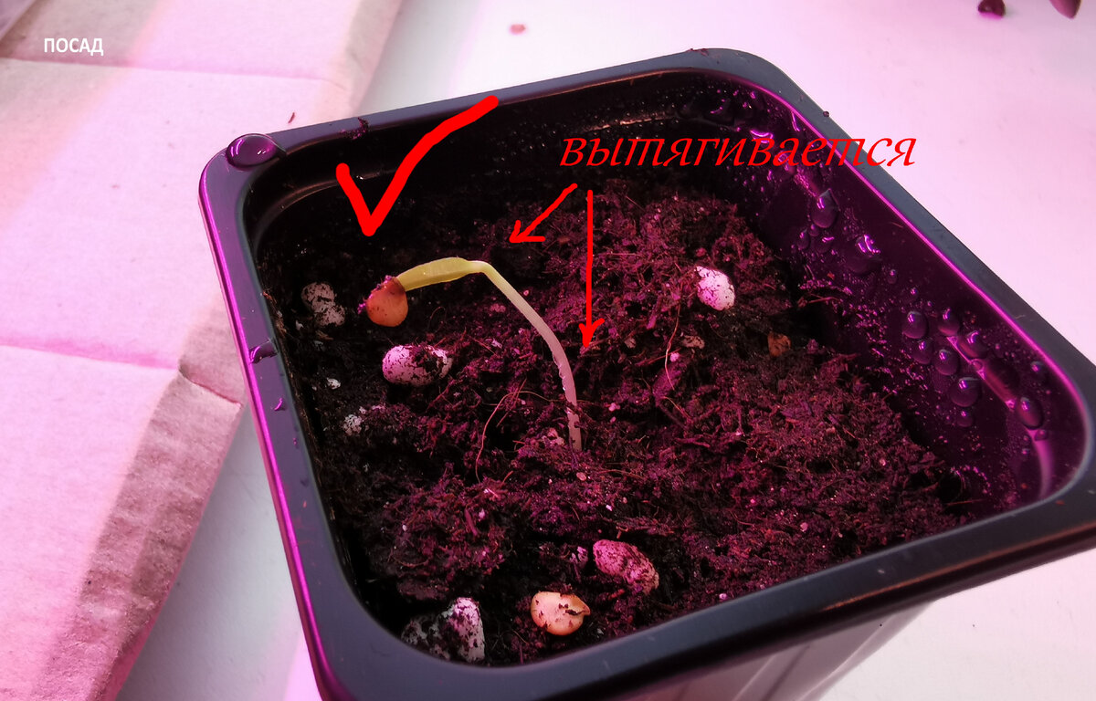 Стрелками указано подсемядольное колено за счёт которого идёт первоначальный рост.