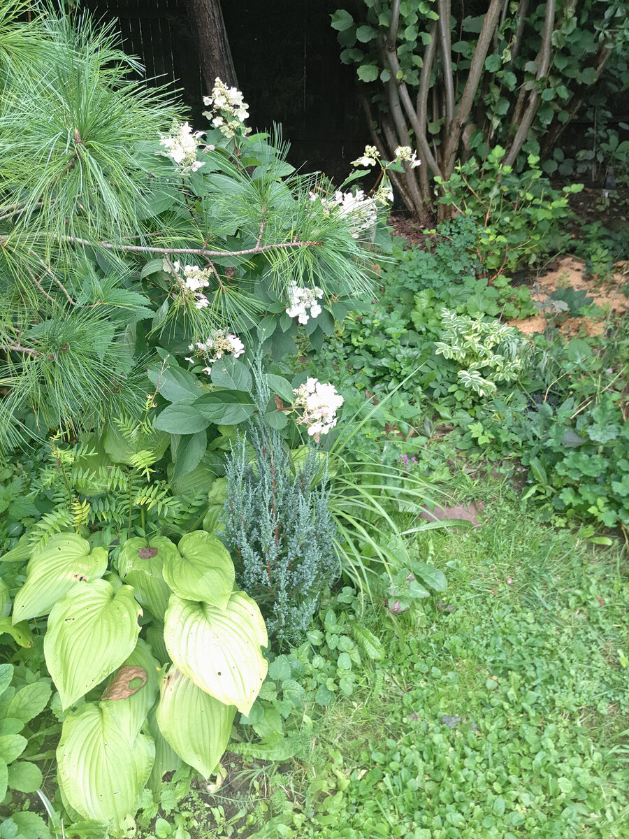 Нижние ветки кедра давно пора убирать, но я все жалею