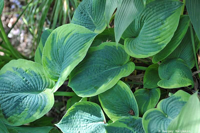 Хоста Tokudama Flavocircinalis