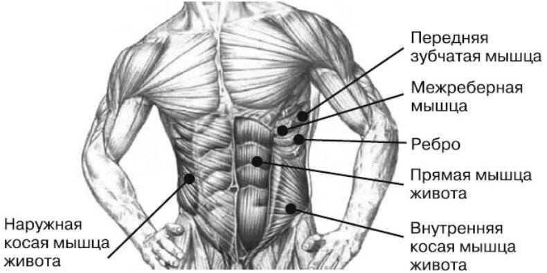 Мышцы живота рисунок анатомия