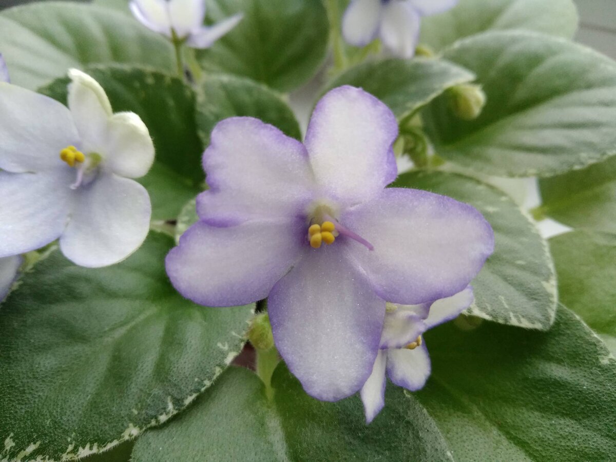 Н-Игра в Бисер (Н. Бердникова)