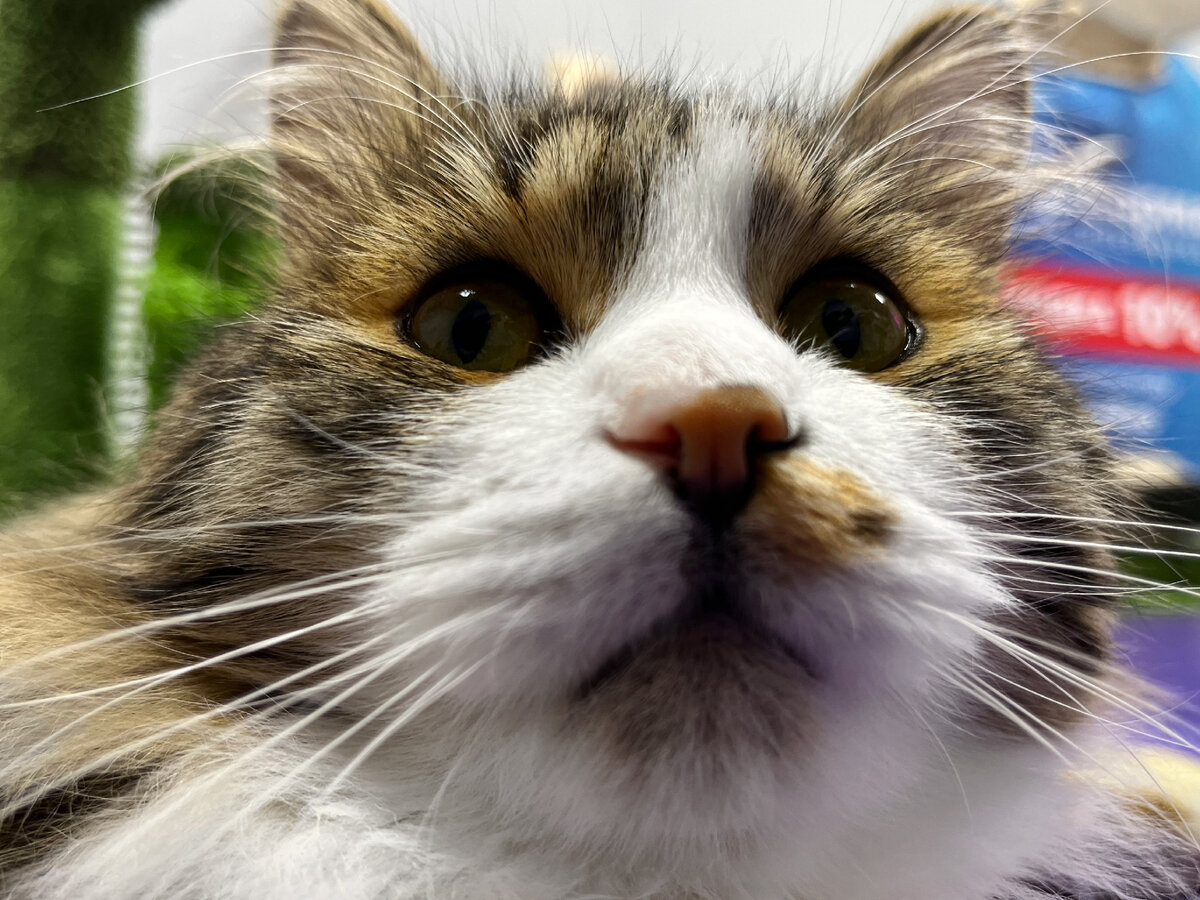 Котик из FrrFrrHouse