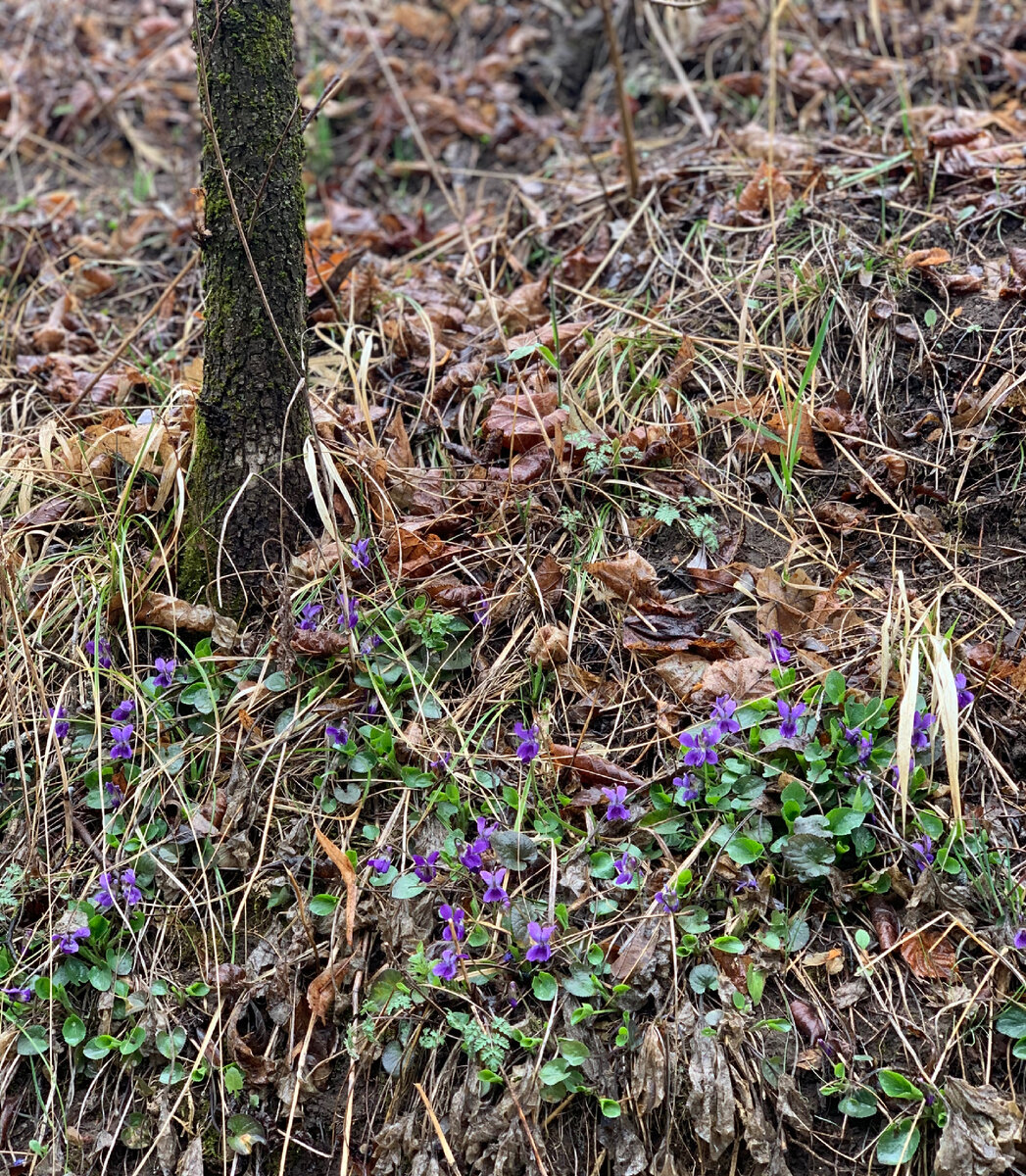 Viola odorata Фиалка душистая