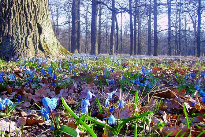 Изображение взято из открытого доступа в интернете