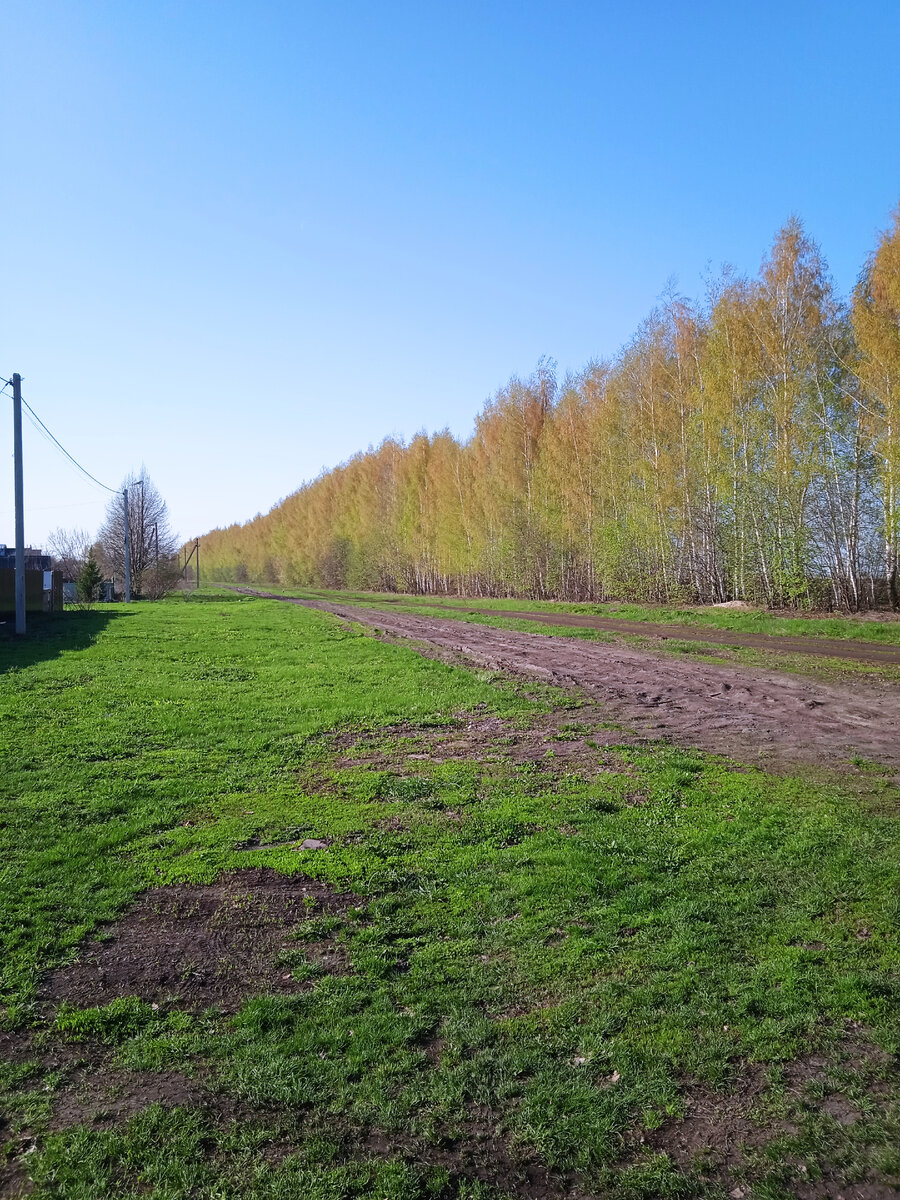 Фото автора, березы у нас перед домом