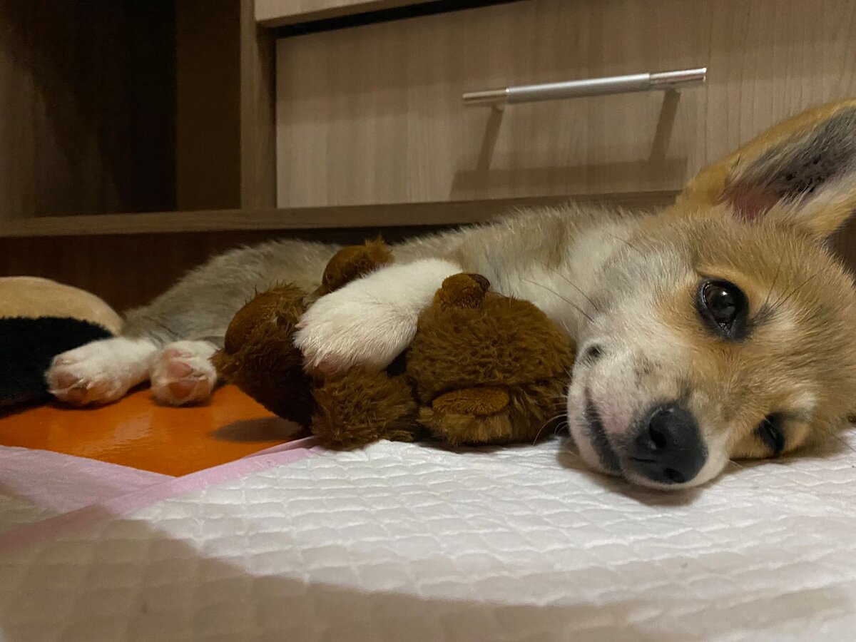 Утомилась Хэйзи 