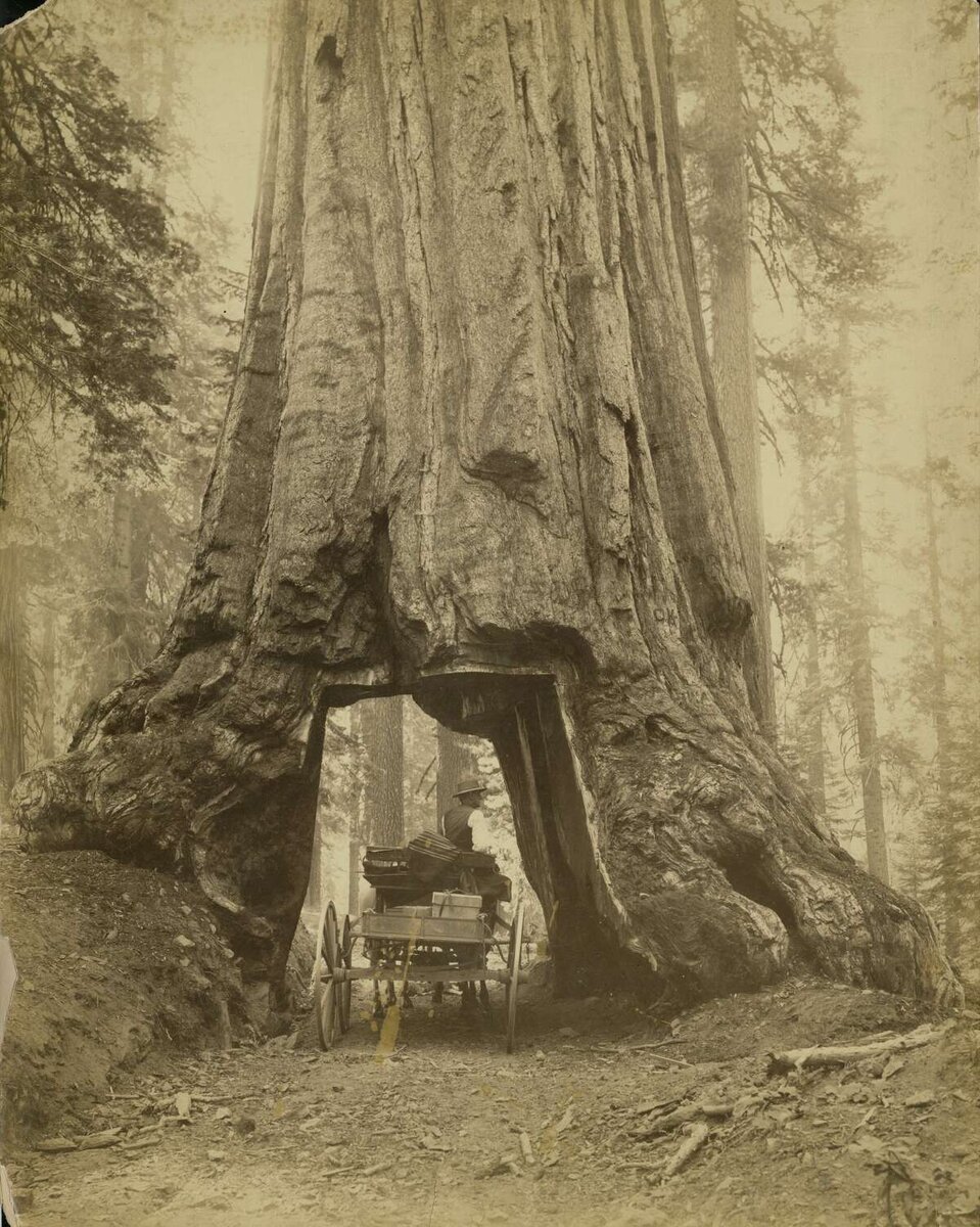 Спилил огромное дерево. Лесорубы Секвойя 19 век. Гигантские секвойи 19 век. Секвойя США 19 века. Дерево Секвойя 1892.