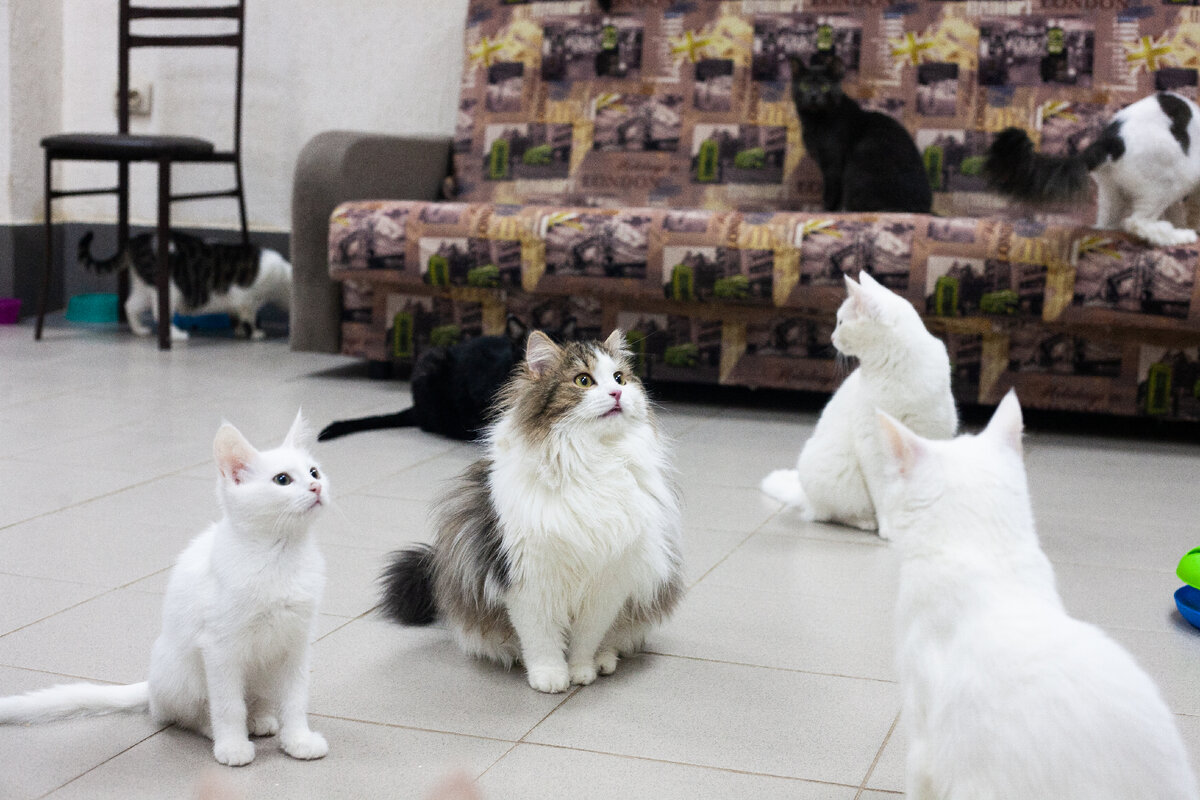 Котики приюта "Тотошка"