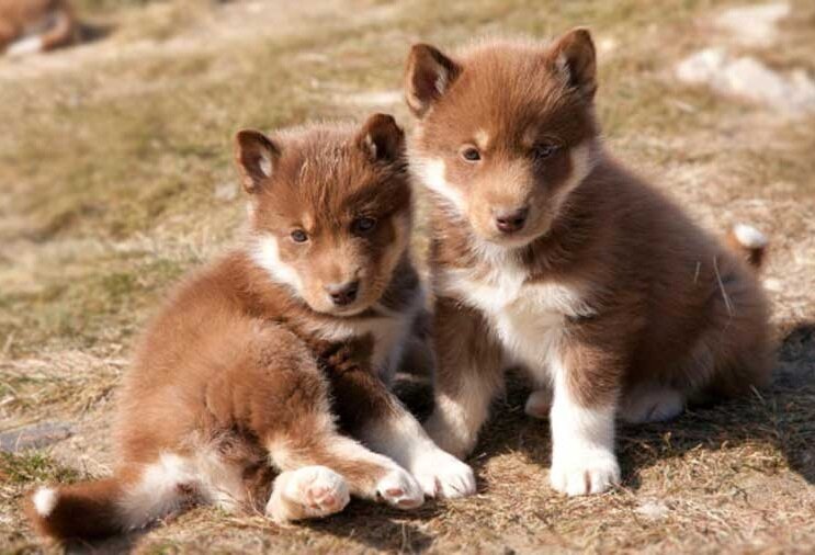 Canadian eskimo dog hot sale breeders