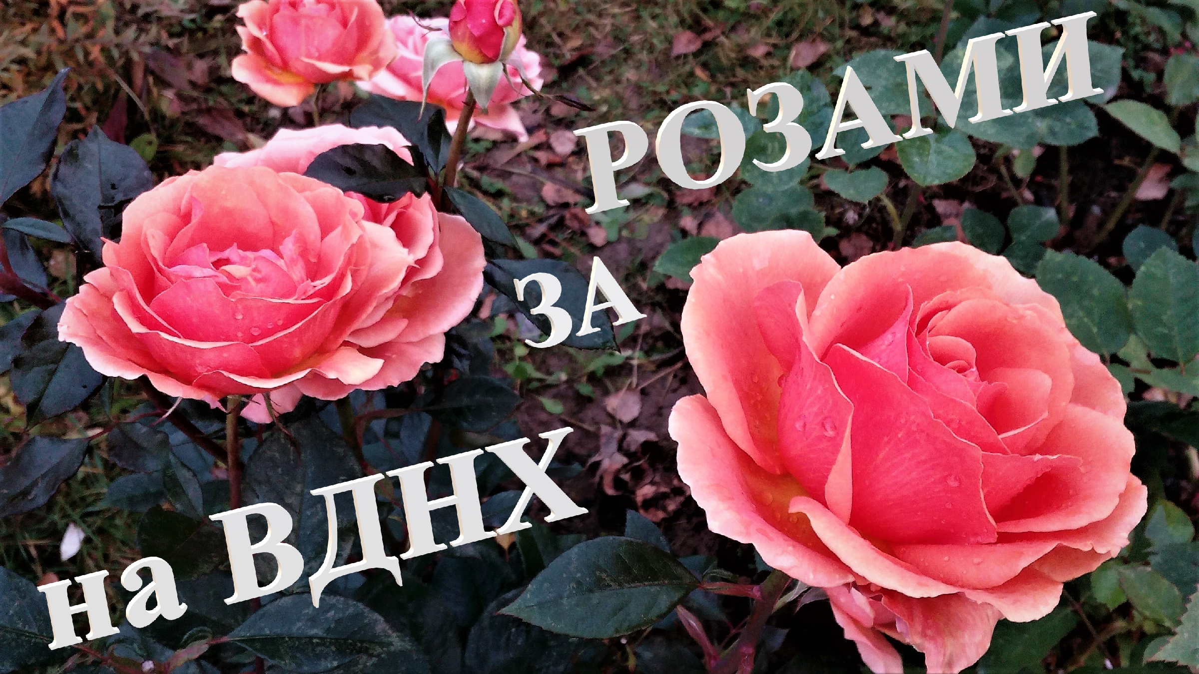 Розы от татьяны вднх