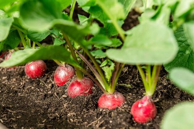 Редиска на грядке. Кто ест редиску на грядке в земле. Болезни корнеплодов редиса. Кила редиса. Кто ест редиску на грядке в земле.