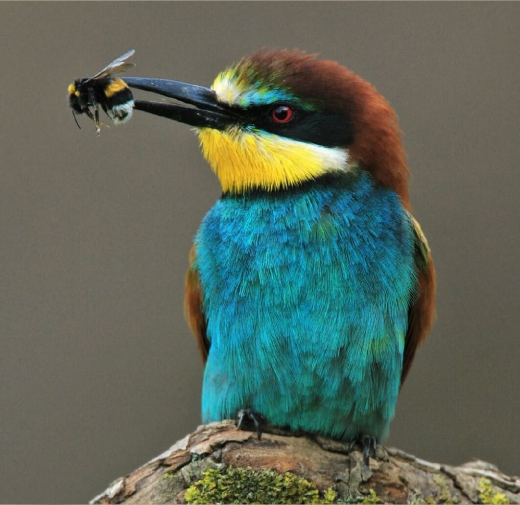 Щур или щурка