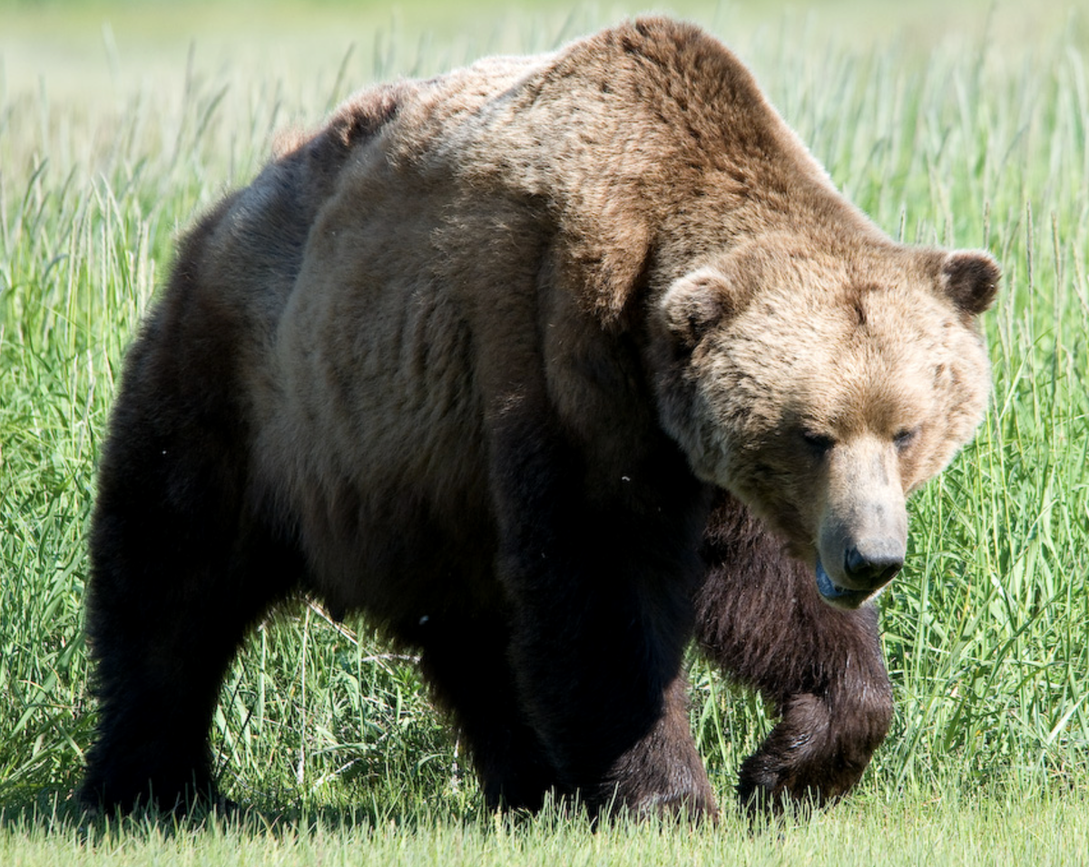 Евразия медведи. Бурый медведь (Ursus arctos). Гризли североамериканский бурый медведь. Северная Америка медведь Гризли. Отряд Хищные бурый медведь.