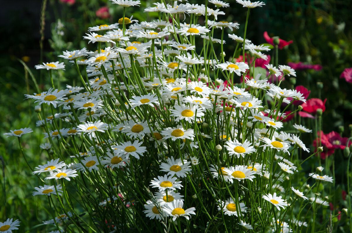 Травы для молодости, красоты и оздоровления кожи | Зелёная стрекоза 🌼🌼🌼  | Дзен