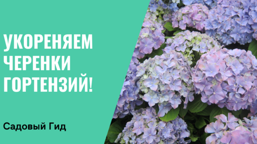 Размножение гортензии черенками 🌱 Как не допустить ошибок?