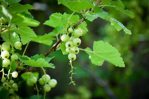 https://cdn.pixabay.com/photo/2017/05/27/09/44/currant-2348097__340.jpg