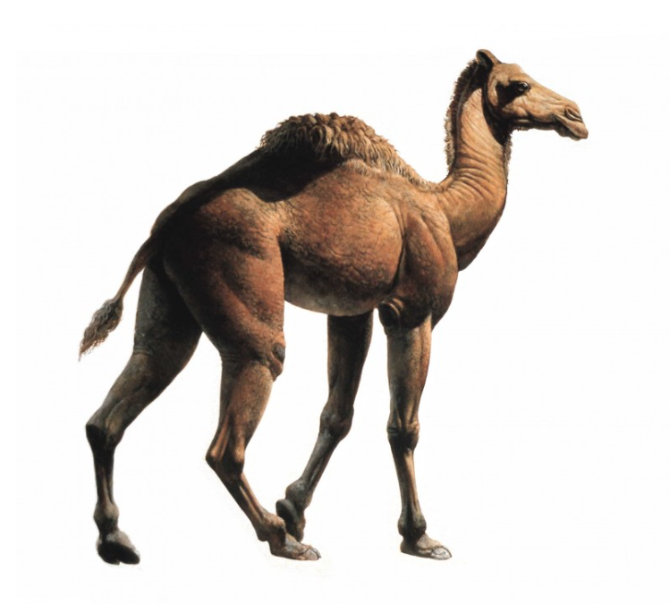 Camelops hesternus, вымерший североамериканский верблюд