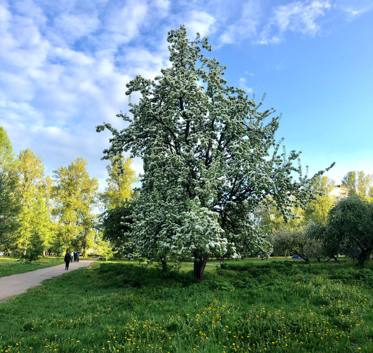 Еще одна из груш. Фото из личного архива, май 2022