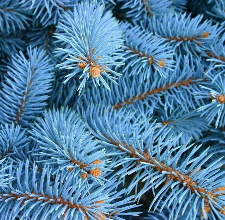 Веточки голубой ели