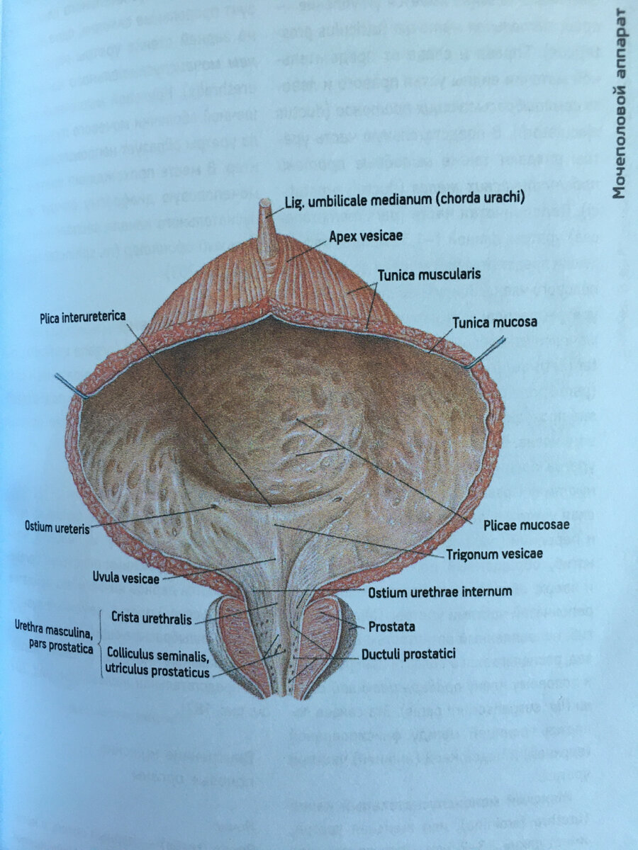 Мочевой пузырь, складки слизистой оболочки и треугольник мочевого пузыря. (М.Р. Сапин. Анатомия человека. Атлас)