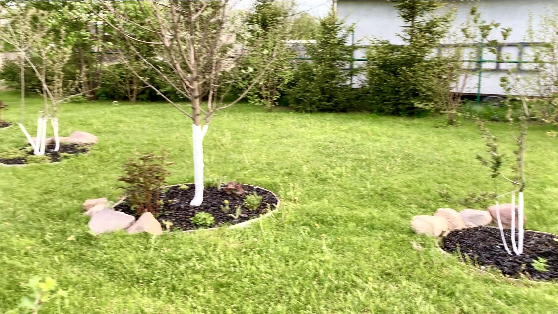 Наконец то немного распогодилось и я всё таки побелил деревья. И это мне удалось сделать аж 29 мая. К моему великому стыду- в прошлом году у меня вообще руки не дошли до этого.