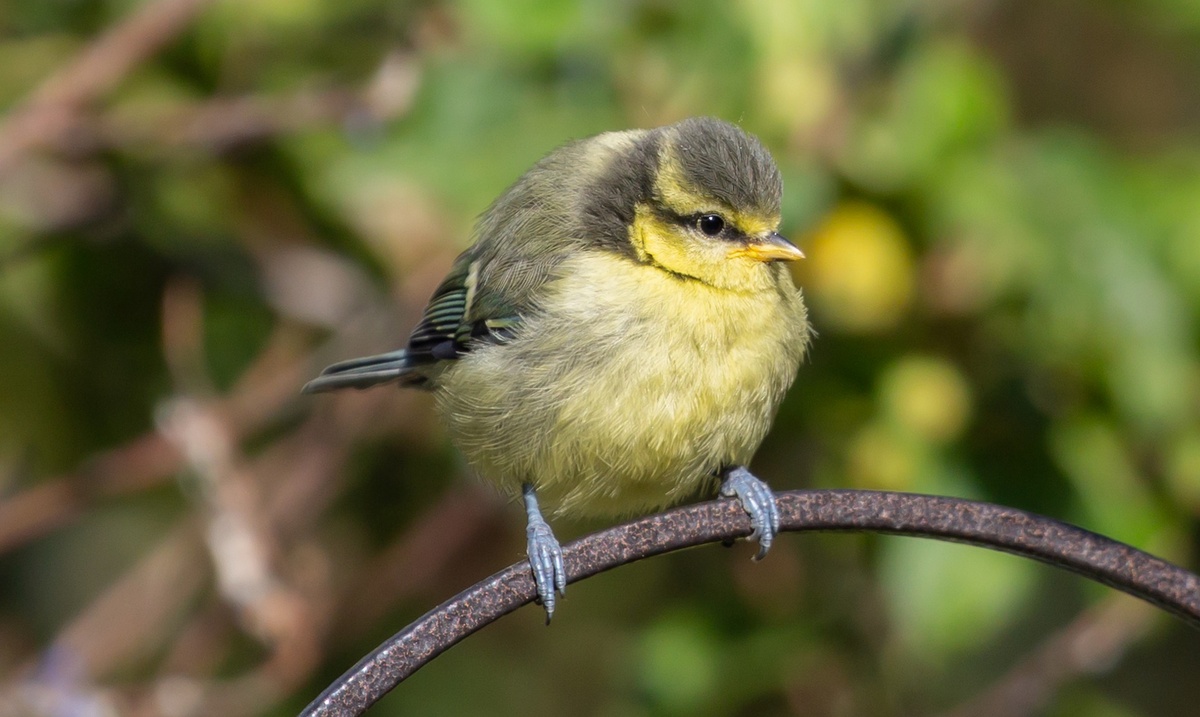 Фото pixabay.com