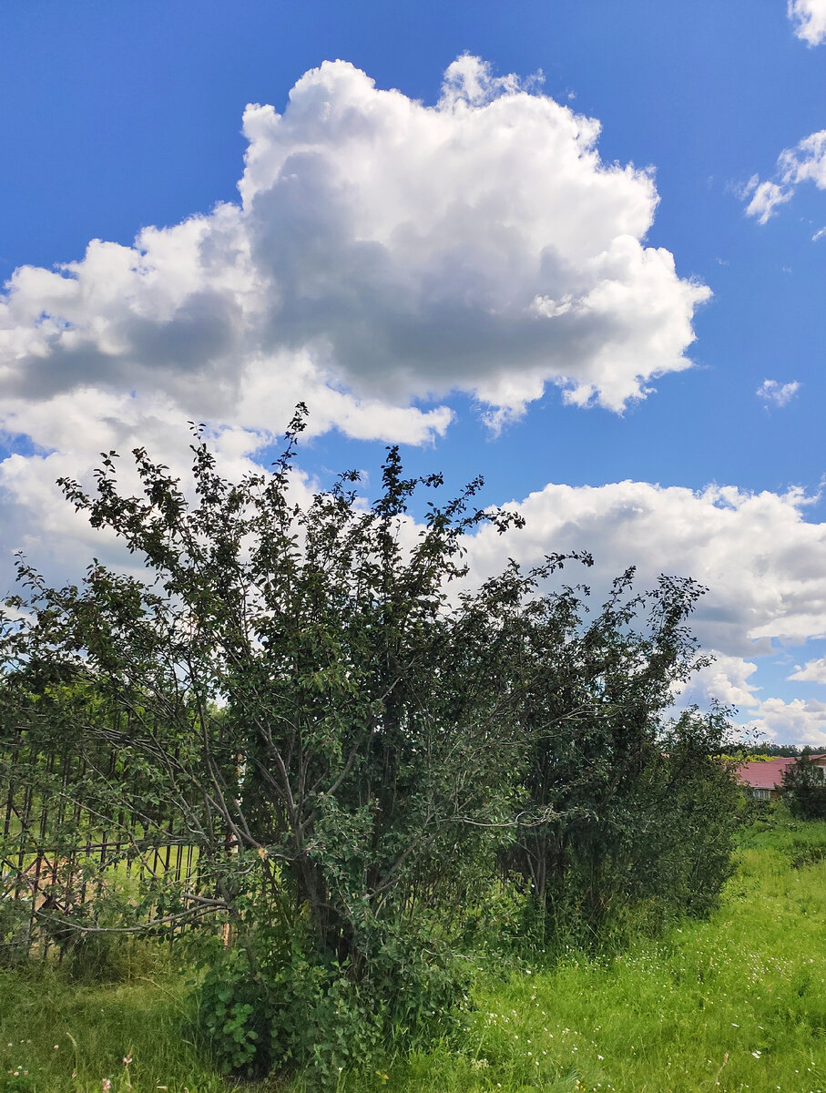 Кусты ирги. Фото автора. 