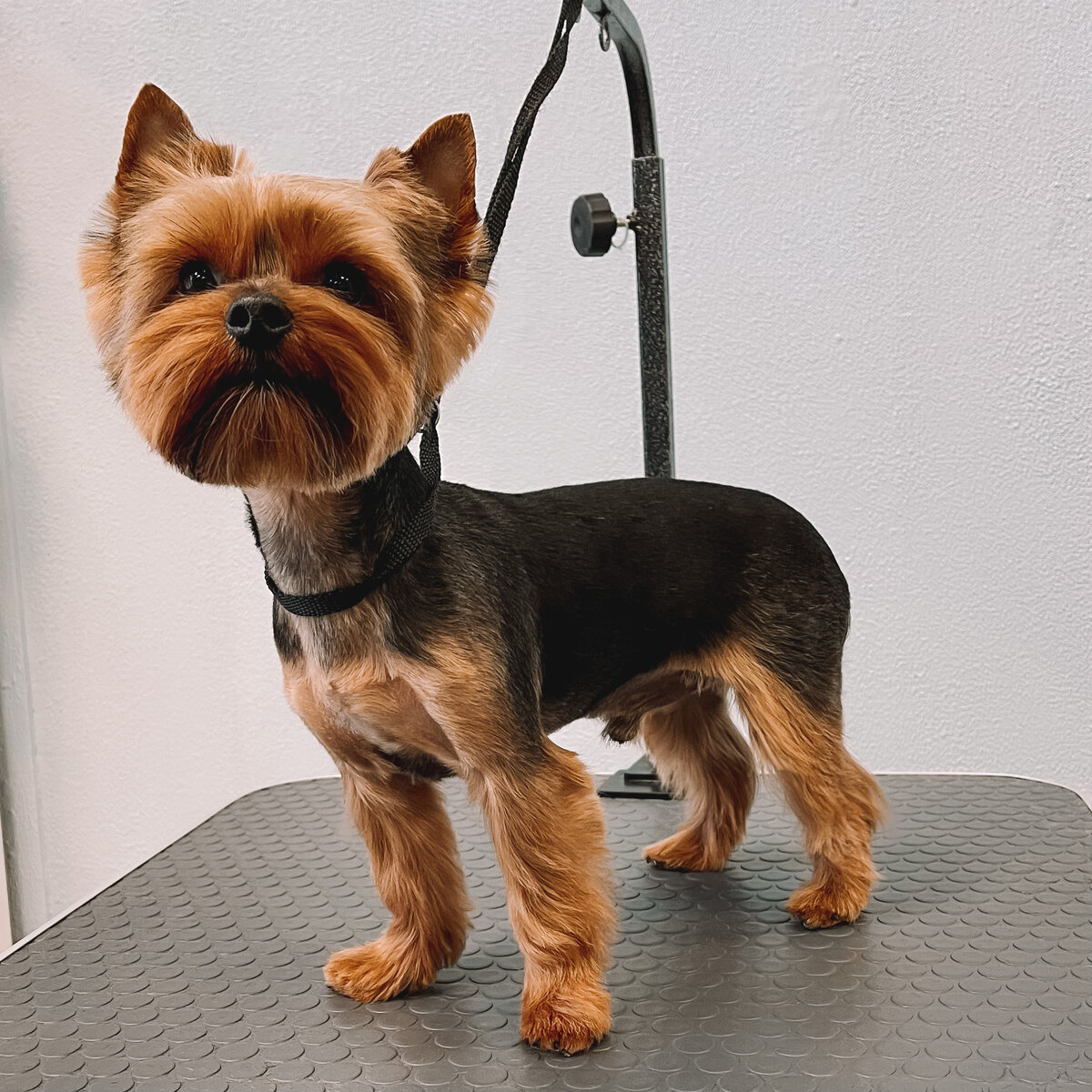 Классический вариант с круглой мордочкой, острыми ушками. Йорк стрижка