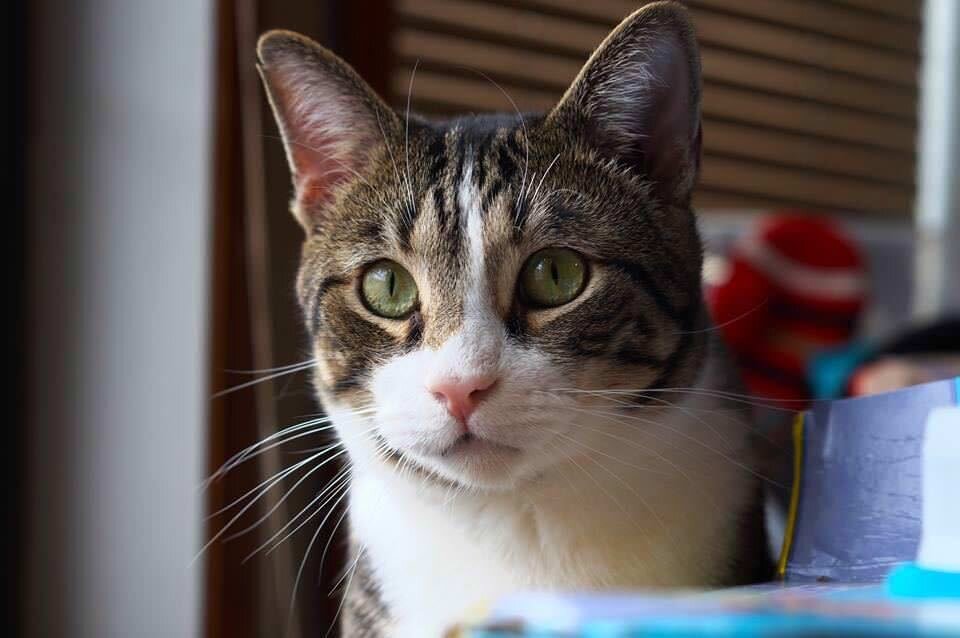 Кот Хирби. Источник фото: https://iheartcats.com/herbie-the-rescue-cat-returns-the-favor-by-saving-babys-life/?iid=BottomRelatedPosts