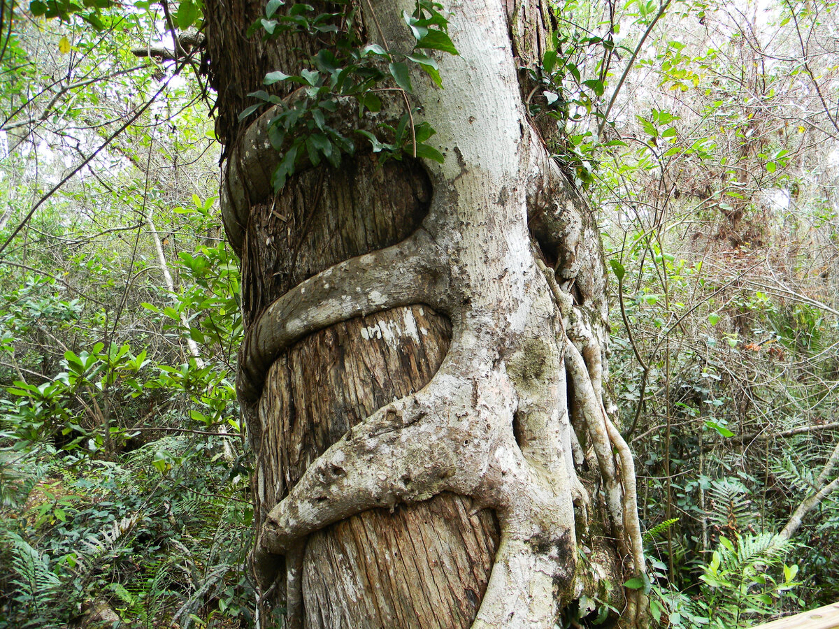 Эпифиты на стволе дерева