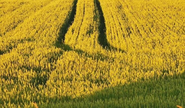    11 млн тонн донского «золота» собрано на 26 июля