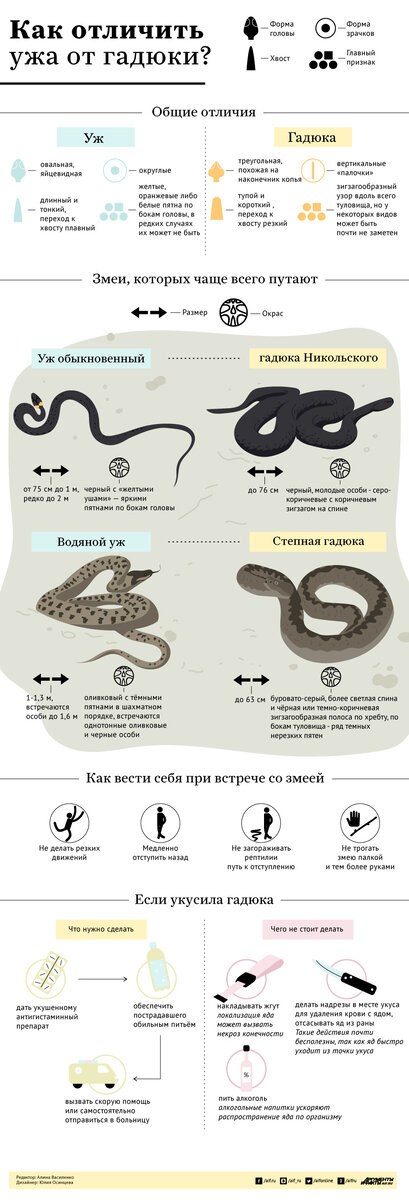 Как отличить ужа от гадюки