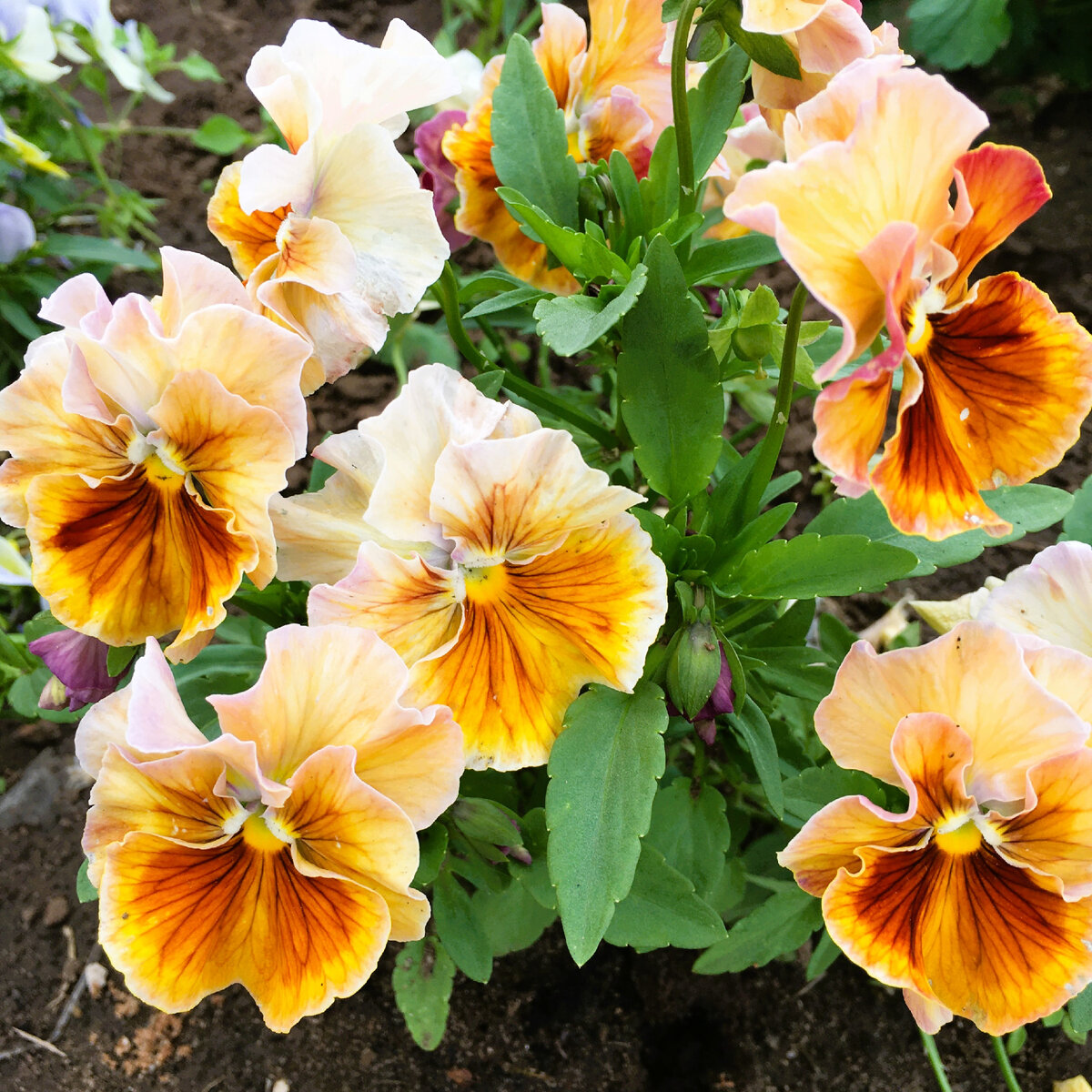 Виола Махровое кружево. Сезон 2022